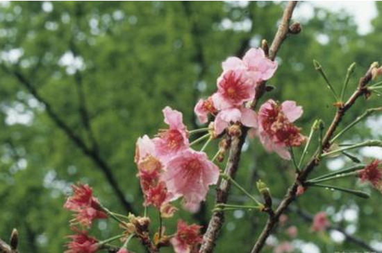 钟花樱的花期