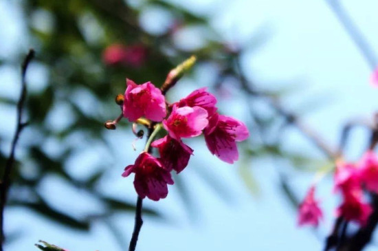 钟花樱的花期
