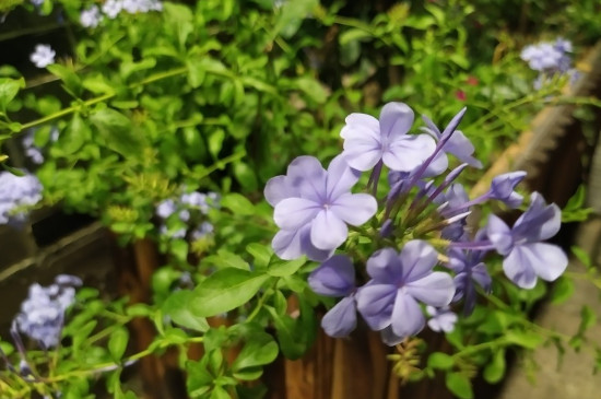 蓝花丹怎么繁殖
