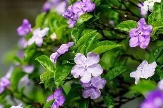 鸳鸯茉莉什么时候修剪