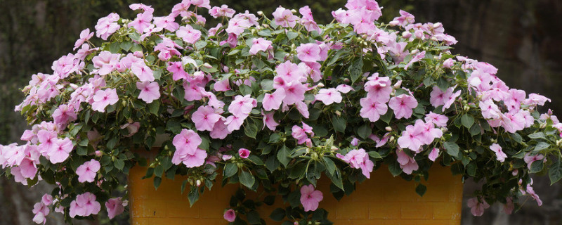 霜降花卉都要搬进屋里吗