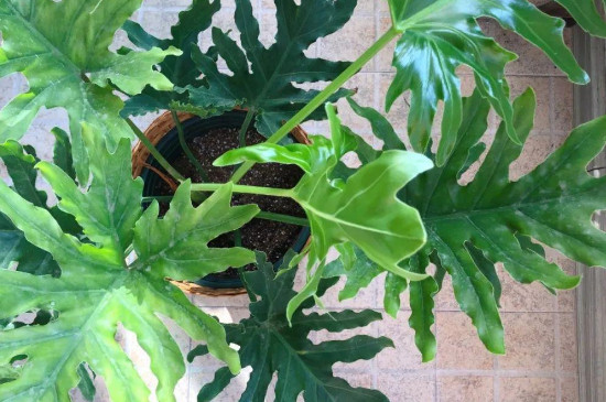 苹果竹芋焦边的原因是什么