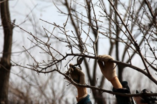 北方果树冬季修剪是什么时间