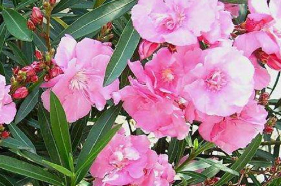 有毒的常见的家庭盆栽