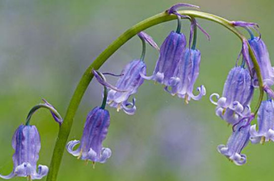 有毒的常见的家庭盆栽