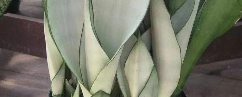 白玉虎皮兰可以放卧室吗