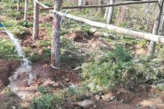 冬季移栽树木怎样浇水