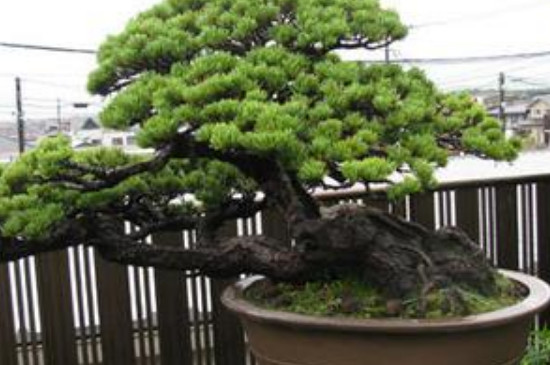 如何让黑松又矮又粗