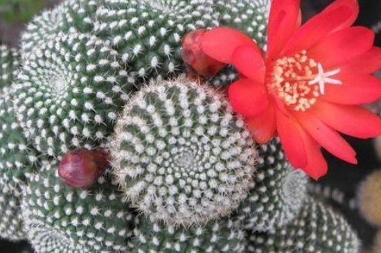 子孙球怎么移盆