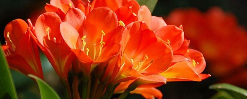 垂笑君子兰的寓意