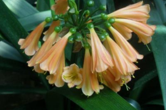 垂笑君子兰的寓意