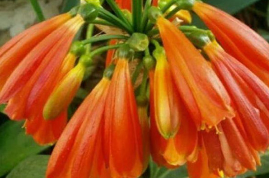 垂笑君子兰的寓意