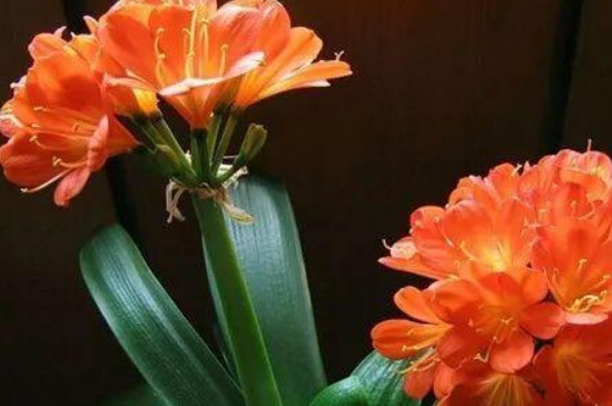 垂笑君子兰的寓意