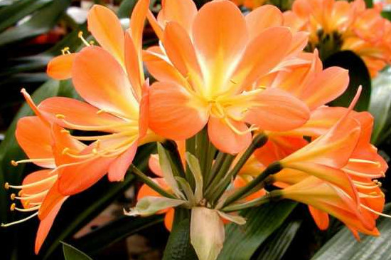 垂笑君子兰的花期