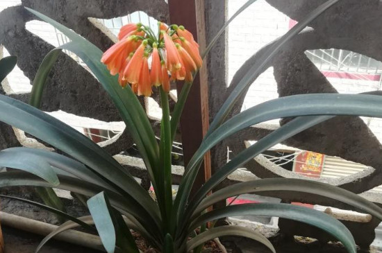 垂笑君子兰的花期