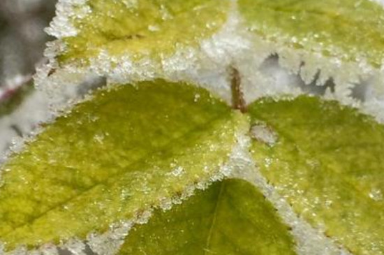 花叶子被冻坏了怎么办