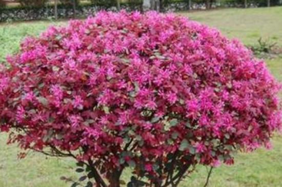 红花檵木怎么繁殖