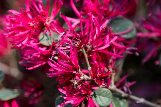 红花檵木怎么繁殖