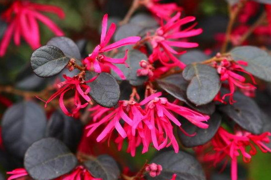 红花檵木怎么繁殖