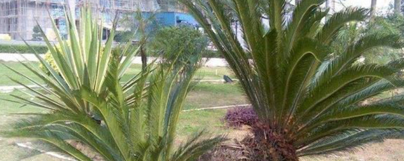 铁树防冻用什么包扎