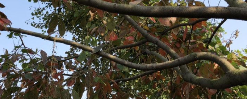 柿子树如何修剪
