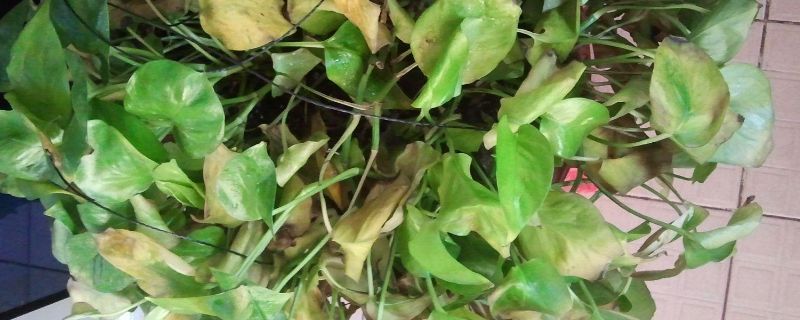 绿萝叶尖发黄干枯是什么原因