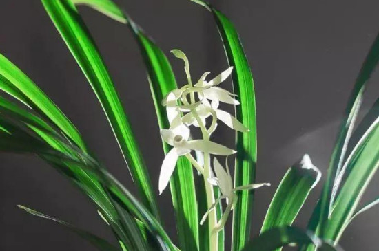 养兰花的技巧与方法