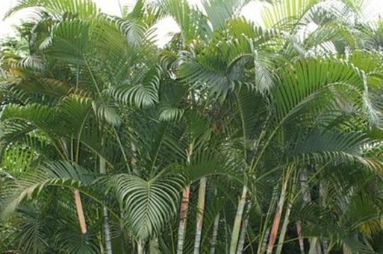 散尾葵和富贵椰子区别