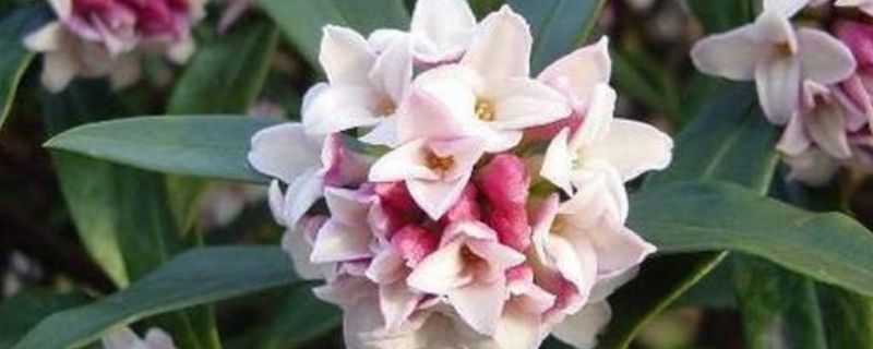睡香花怎么养
