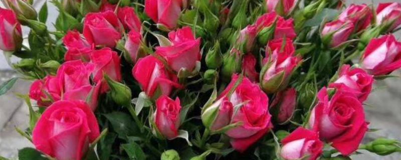 多头玫瑰为什么很快就蔫了