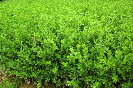 小叶女贞的养殖方法和注意事项