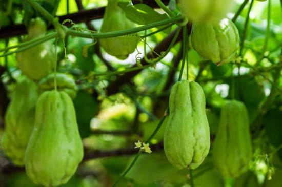 佛手瓜种植多久就结瓜