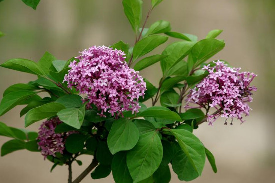 丁香树苗如何种植方法