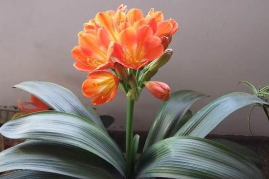 君子兰叶子发黄怎么治