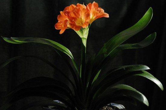 君子兰叶子发黄怎么治