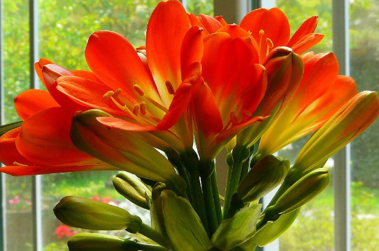 君子兰叶子发黄怎么治