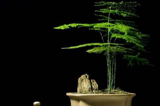 文竹盆栽怎么养殖方法