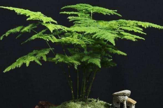 文竹盆栽怎么养殖方法