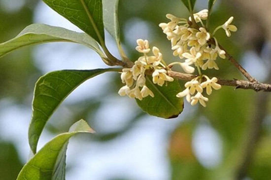 桂花春天发的新芽怎么修剪