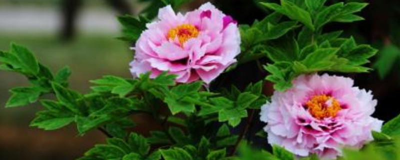 牡丹花苞打不开是什么原因