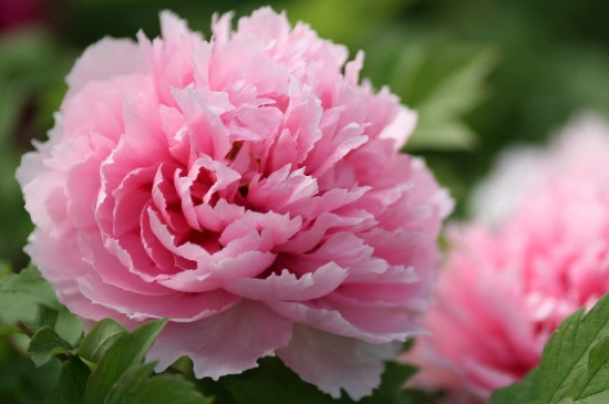 牡丹花苞打不开是什么原因