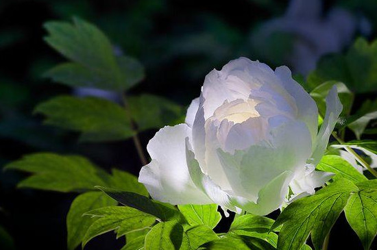 牡丹花苞打不开是什么原因