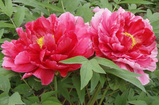 牡丹花苞打不开是什么原因