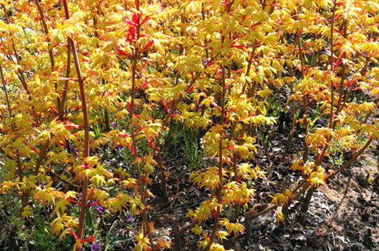 黄金枫的养殖方法和注意事项