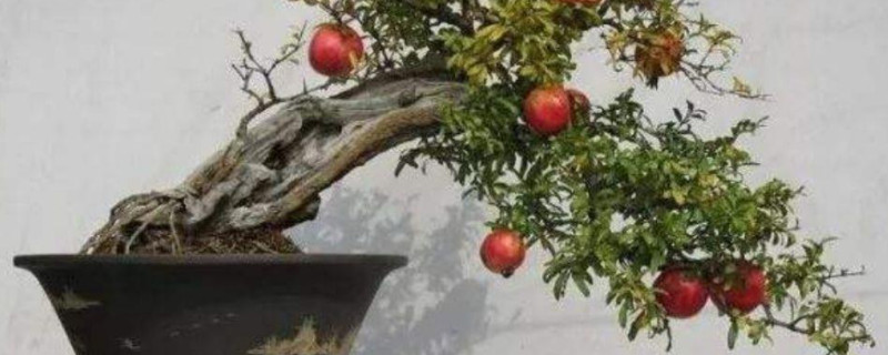 石榴盆景换盆注意事项