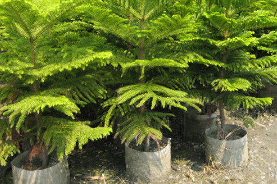 南洋杉盆景的养殖方法和注意事项