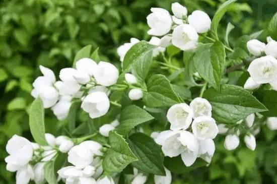 栀子花的花语是什么
