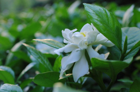 栀子花叶子黄边是怎么回事