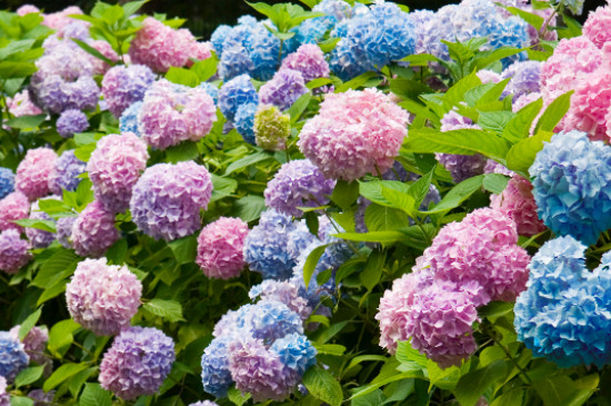 绣球花不开花的原因