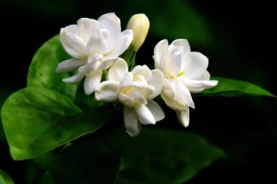 茉莉花的养殖方法与技巧